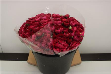 <h4>Ranonkel Extra Hot Pink</h4>