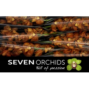 CYMB T MI BR ARANCIA