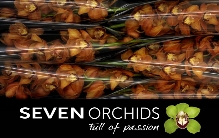 <h4>CYMB T MI BR ARANCIA</h4>