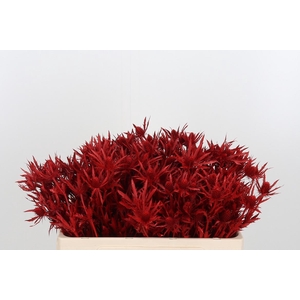 Eryn Orion Kl Bh Rood