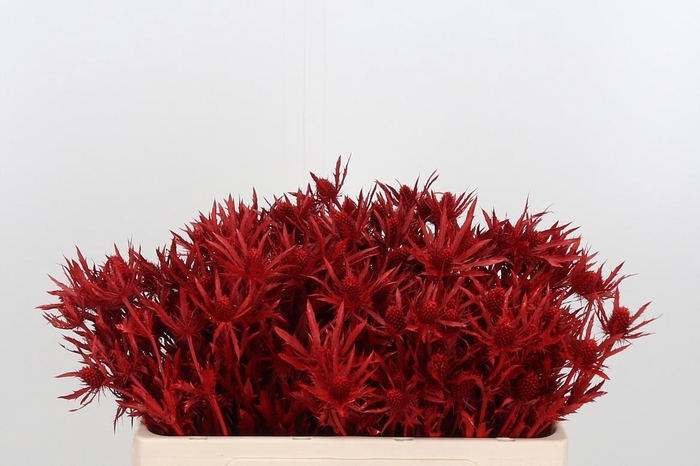 <h4>Eryn Orion Kl Bh Rood</h4>