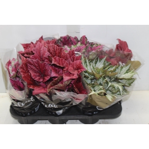 BEGONIA BELEAF P15 PO