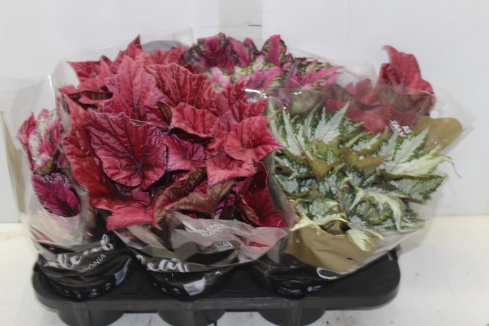 <h4>BEGONIA BELEAF P15 PO</h4>