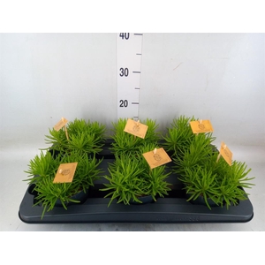 Senecio archeri 'Himalaya'