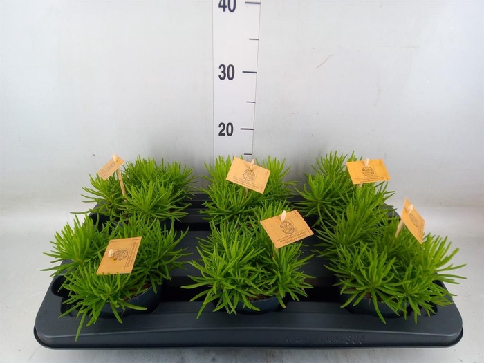 <h4>Senecio archeri 'Himalaya'</h4>