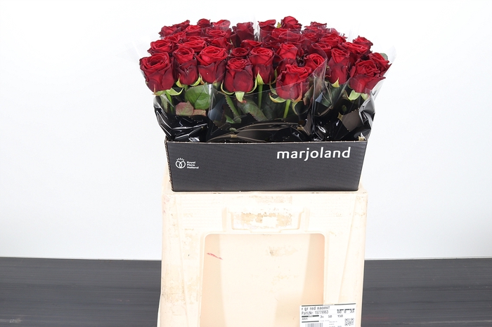 <h4>R Gr Red Naomi!</h4>