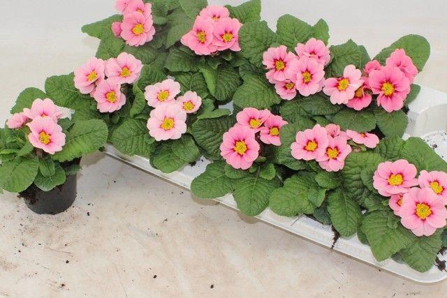 <h4>PRIM AC APFELB REVOL</h4>