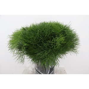 CORALLO PAUCEDANUM 200GR