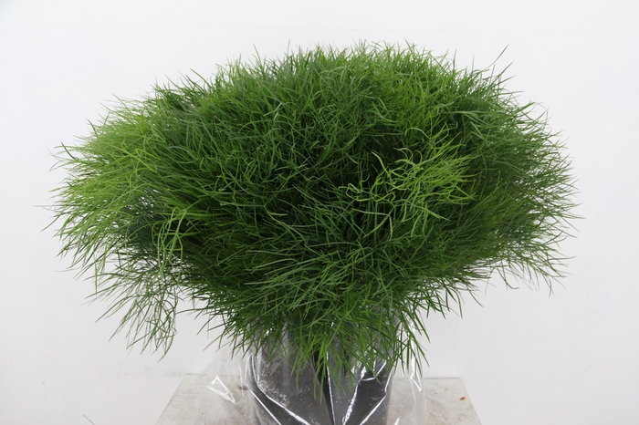 <h4>CORALLO PAUCEDANUM 200GR</h4>