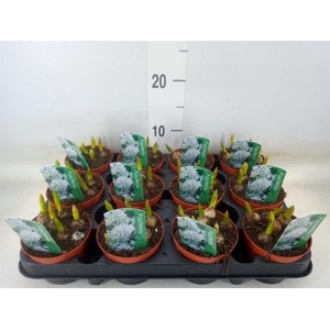 Puschkinia scilloides