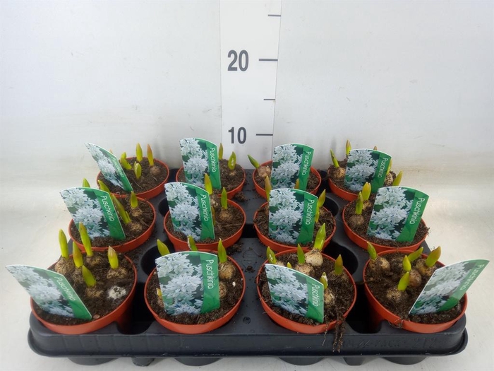 <h4>Puschkinia scilloides</h4>