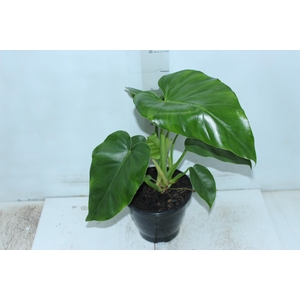 PHILODENDRON DANTEANUM P17