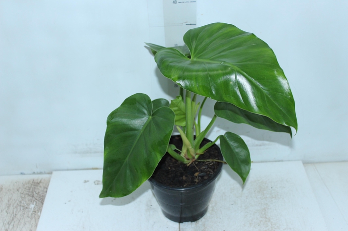 <h4>PHILODENDRON DANTEANUM P17</h4>