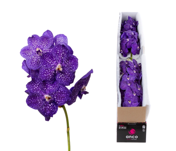 <h4>Vanda Tweed Blue X5</h4>