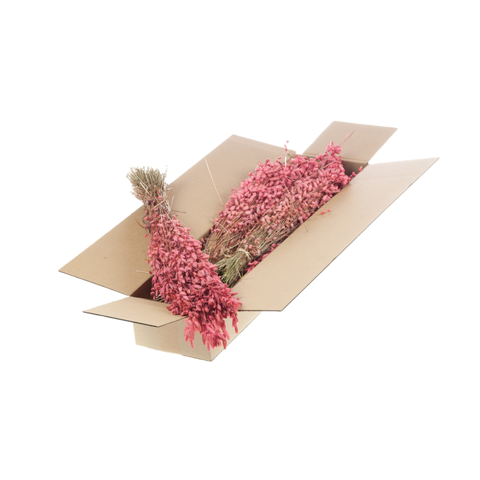 <h4>Briza Maxima Sb Pink</h4>
