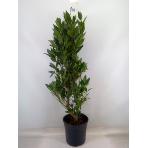 Laurus nobilis