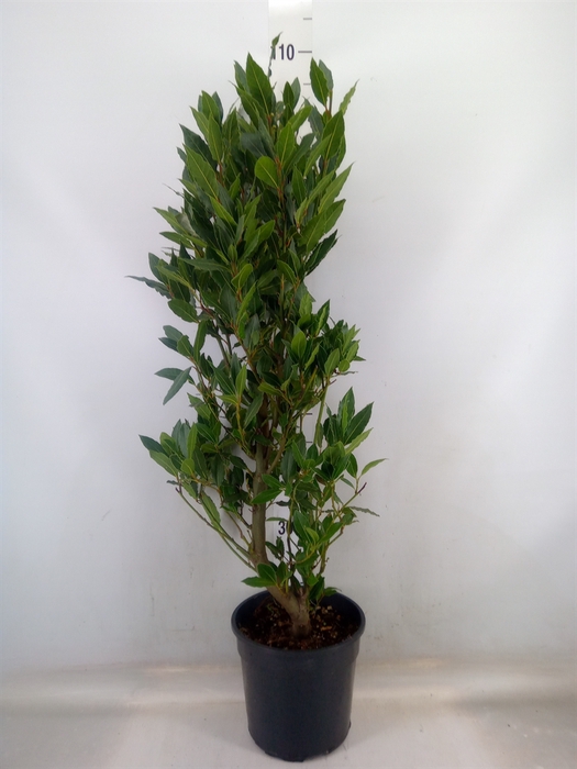 <h4>Laurus nobilis</h4>
