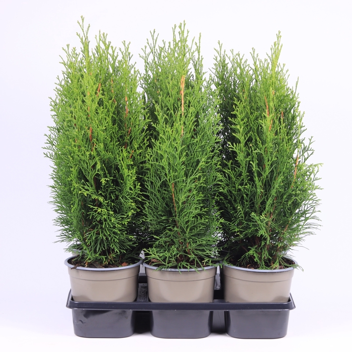 <h4>Thuja Occ Smaragd</h4>