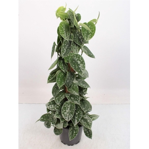 Scindapsus Silvery Ann Mosstok