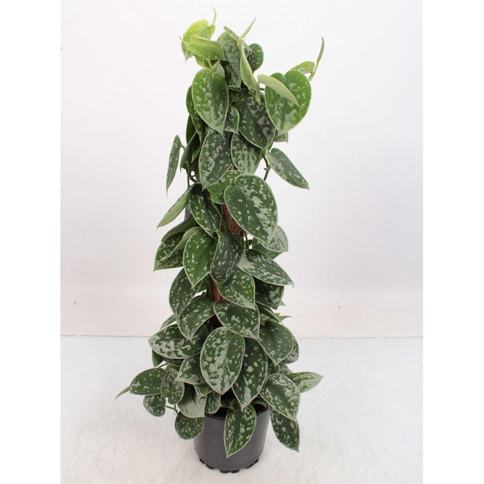 <h4>SCIND PICT SILVE ANN</h4>