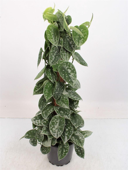 <h4>Scindapsus Silvery Ann Mosstok</h4>