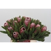 Protea Pink Ice