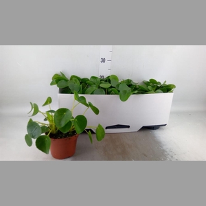 Pilea peperomioides