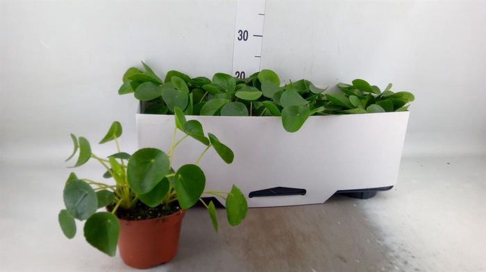 <h4>Pilea peperomioides</h4>