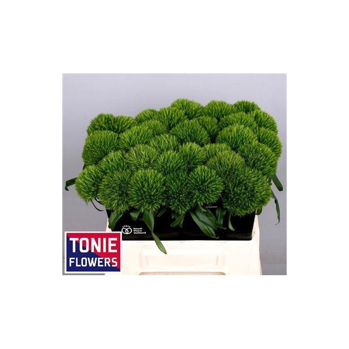 <h4>Di Barb Kiwi Mellow</h4>