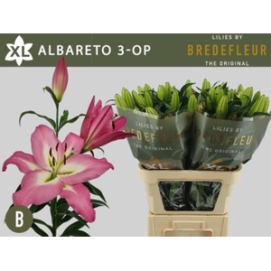 LI OT ALBARETO