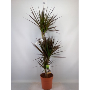 Dracaena marg. 'Magenta'