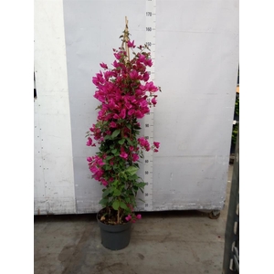 Bougainvillea  'Sanderiana'