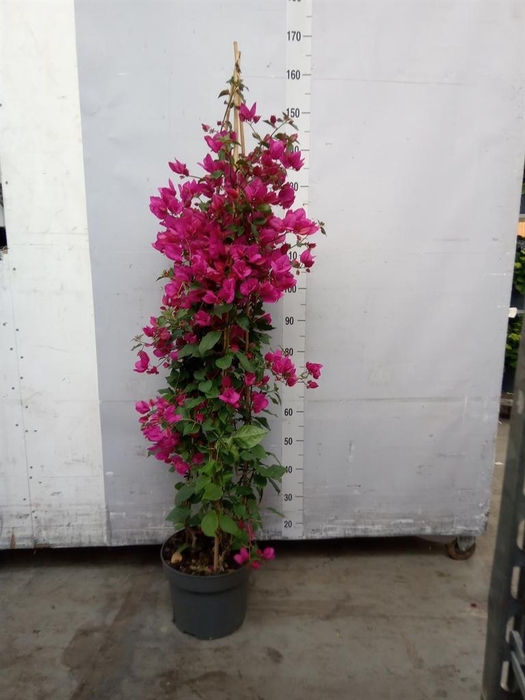 <h4>Bougainvillea 'Sanderiana'</h4>