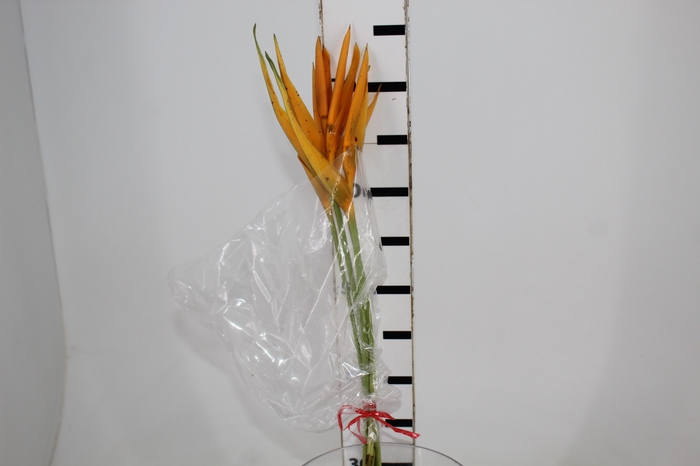 <h4>HELIC GOLDEN TORCH</h4>