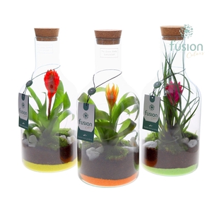 Green Bottle Fles Small met Bromelia