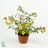 PAEO L GARDENIA