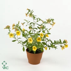 PAEO L GARDENIA