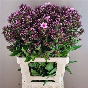 Phlox P Bri Eyes