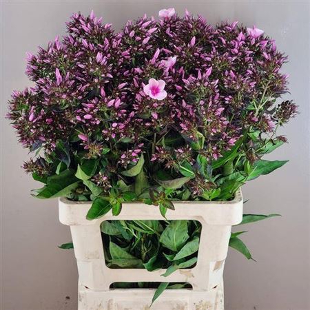 <h4>Phlox P Bri Eyes</h4>