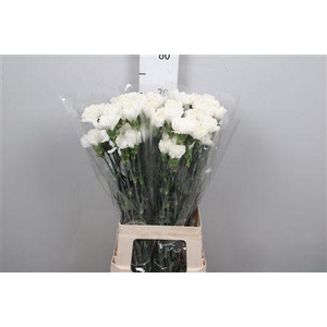 Di St Moonlight White