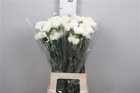 Di St Moonlight White