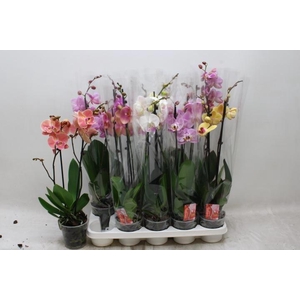 PHAL GEM 7 KL
