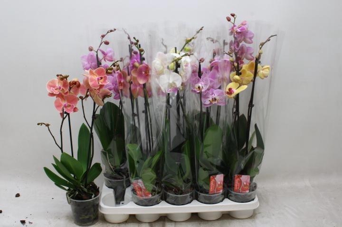 <h4>PHAL GEM 7 KL</h4>