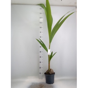 Cocos nucifera