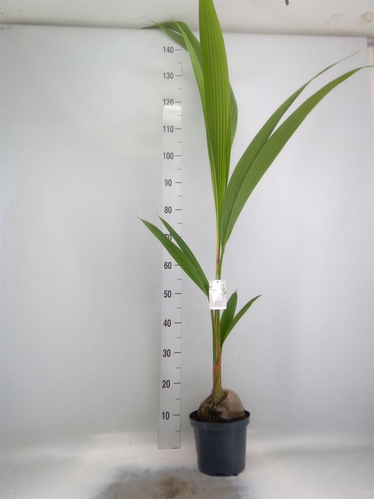 <h4>Cocos nucifera</h4>