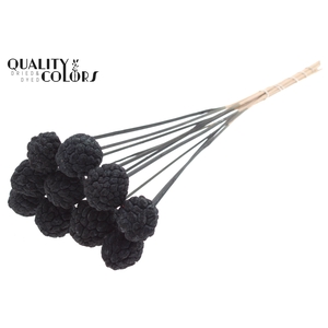 Atta Fruit on stem Intense Black