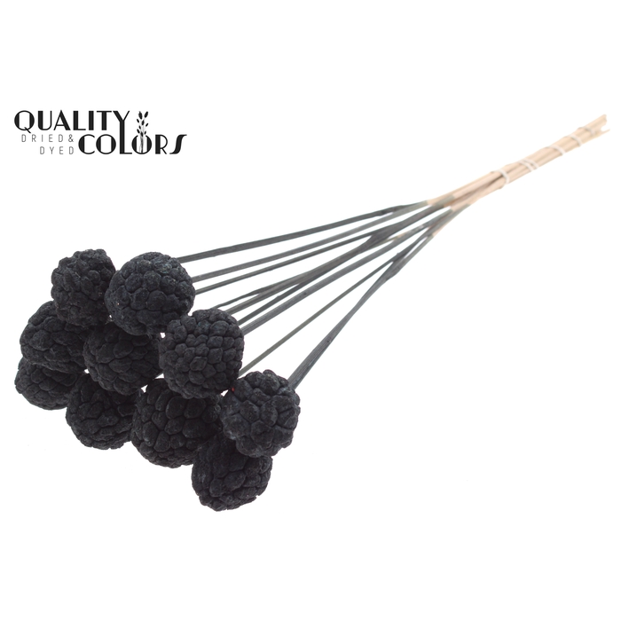 <h4>Atta Fruit on stem Bleached Black</h4>