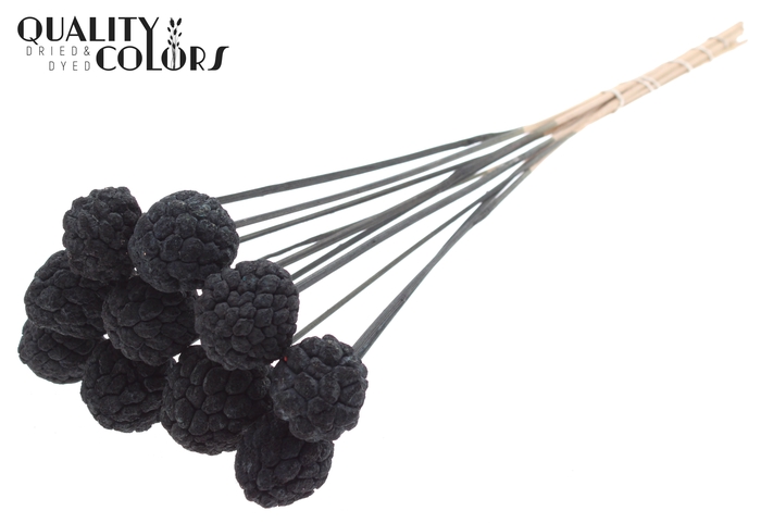 Atta Fruit on stem Bleached Black