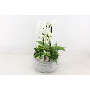 arr2 PL - Ker. barok grey phal. cascade wit