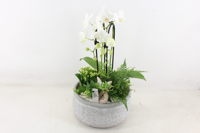 <h4>arr2 PL - Ker. barok grey phal. cascade wit</h4>